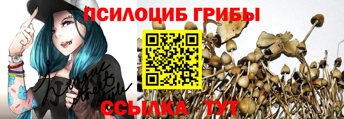 Курчатов  Псилоцибиновые грибы мицелий  Вход с VPN 